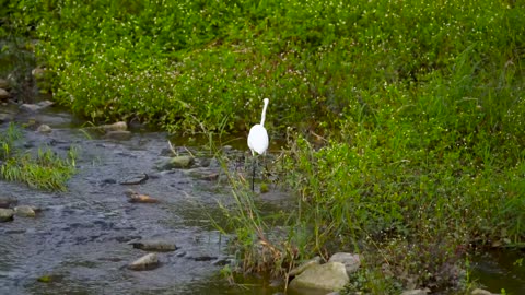 gray-heron-heron-birds-wader