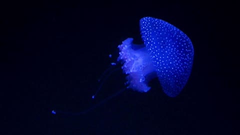 Jellyfish in the dark