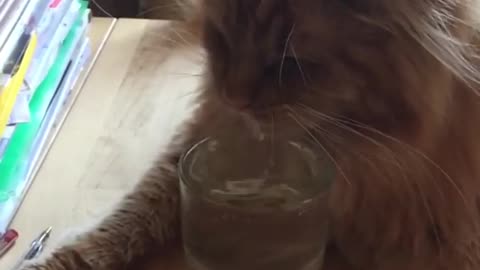 Cat drinking from a glass of Water in Slow motion