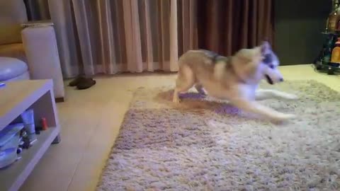 Husky running in circles while playing with owner