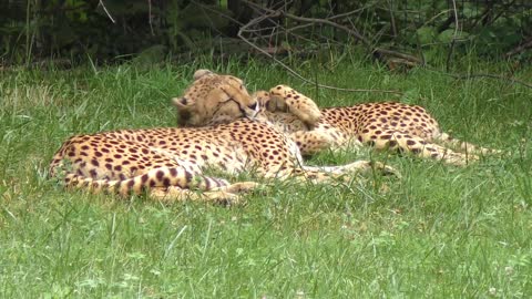 Two cheetahs are the best friends