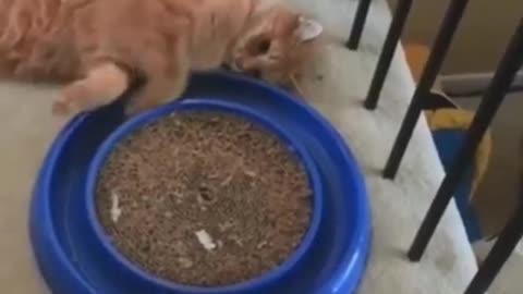 Felines are so amusing, Cat Funny Compilation Videos #3