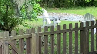 Alligator runs into pond