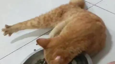 Kitten is so hungry
