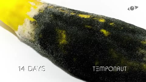 Yellow Zucchini Timelapse