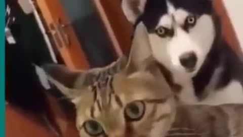 💞😆Cats and dogs fighting very funny😂|| Try not to laugh