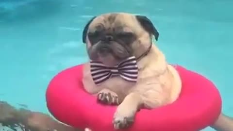 enjoying the dog chewing swimming
