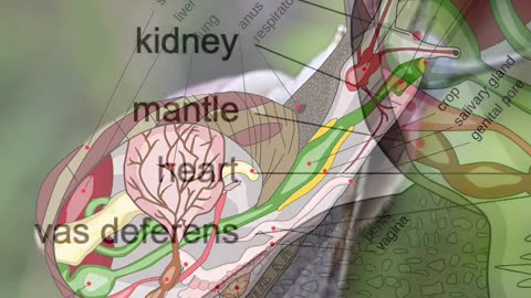 SNAILS ANATOMY🐌