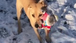 Slowmo red toy shaken by brown dog in snow