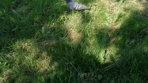 The pigeon walks and enjoys.