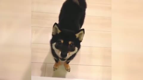 The black Shiba Inu's coquettish voice is like a cat