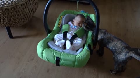 Cute Cats meeting babies compilation.
