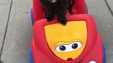 Black dog riding cart along sidewalk