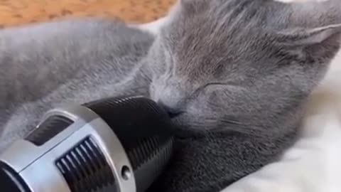 Cat Noises while sleeping | Cats are really So Cute