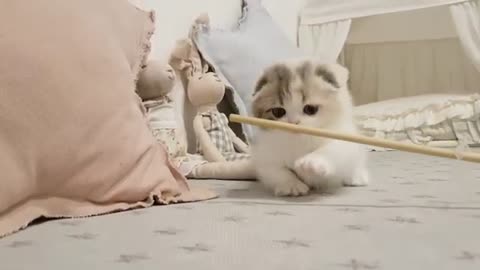 Cute kitten video ,short leg cat kimmskennel