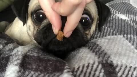 Sleeping pug instantly wakes up to smell of treat