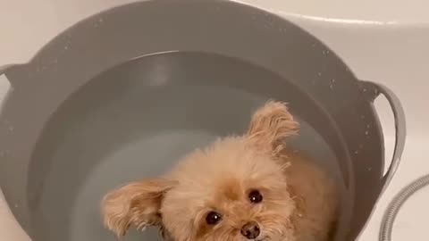 He loves bathing | Cute small dog loves bathing 😍😍