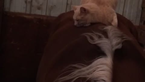 Cat sleeping on Rose a Tennessee Walking horse in her stall