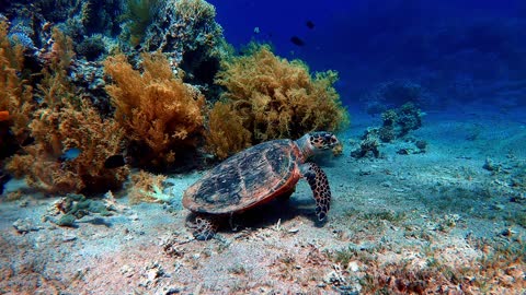 Scuba divers found sea turtle walking on surface of sea