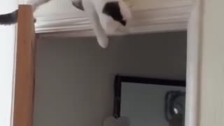 Cat Waiting on Top of Door for Ambush Discovers Gravity