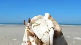 Hermit crab