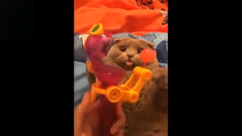 Cute and Funny Funny Pets