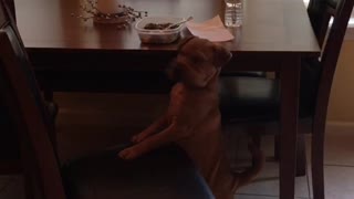 Brown dog trying to get a bite of food out of tupperware on wooden table