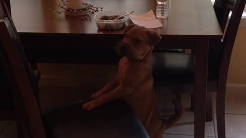 Brown dog trying to get a bite of food out of tupperware on wooden table