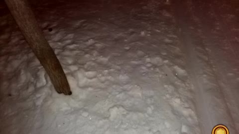 Зимний лес Ночью. Шум шагов по снегу. Игра с собаками. Часть 2 Тюмень март. 2022 ‎г
