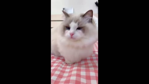 Really Cute Cats and Funny Animals Compilaton