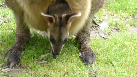 Baby Kangaroo in pauch in baby musti 🦘🦘🦘🦘