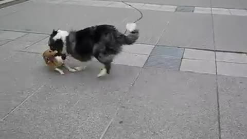 Two Dogs playing friendly with each other