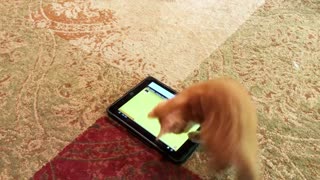 Kitten VS IPAD