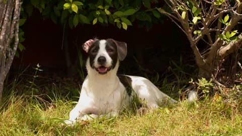 DOGS Howling - Sounds To Make Your Dog Howl Puppy howling sound