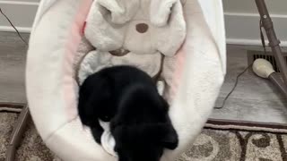 Sleepy puppy decides to nap in the baby's swing