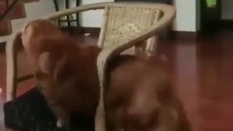 Cat Gets Stuck In Table Chair