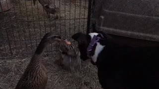 Callie with the ducks