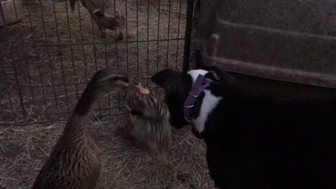 Callie with the ducks