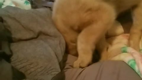 Hilarious pouncing puppy