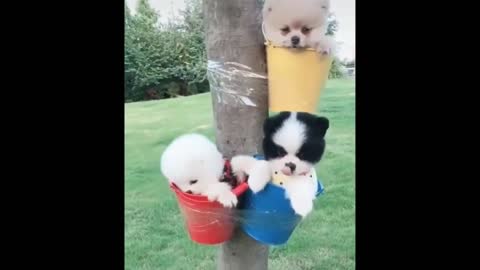 😍 Cute Baby Dogs 😍 30th April 2021