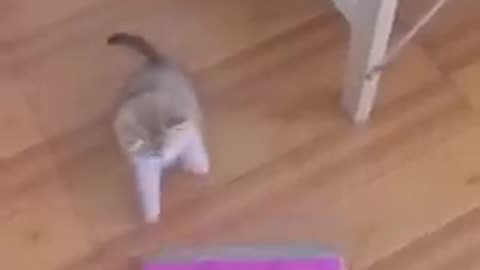 Dog furnished video🐕🐯very cute cat video