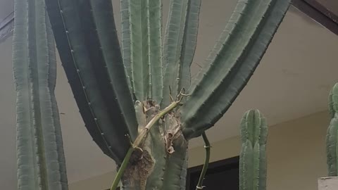Giant cactus I found in front of the house
