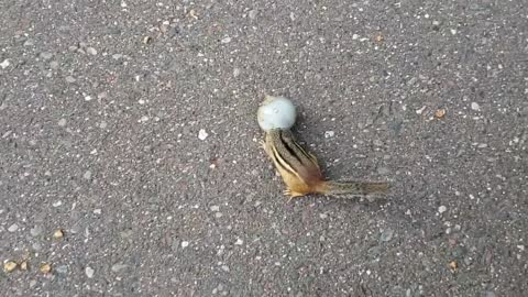 Chipmunk Helped with its Stuck Head