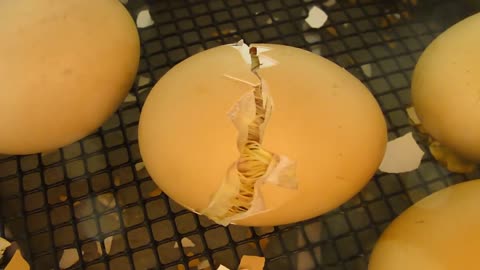 Newly Hatched Chicken / Chick Hatching From Egg