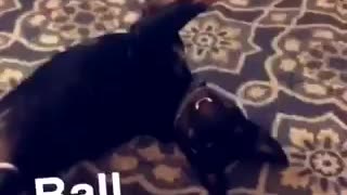 Black dog playing with ball and holding it