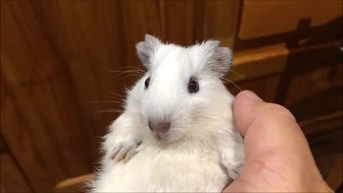 White Guinea Pig with Grey Ears
