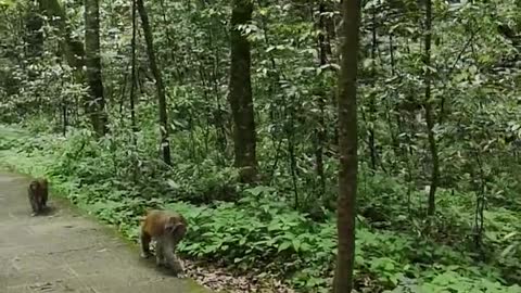 Monkeys Roaming In The Forest Park
