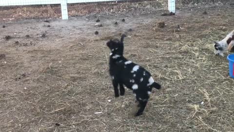 Snowflake - Our Dancing Baby Goat
