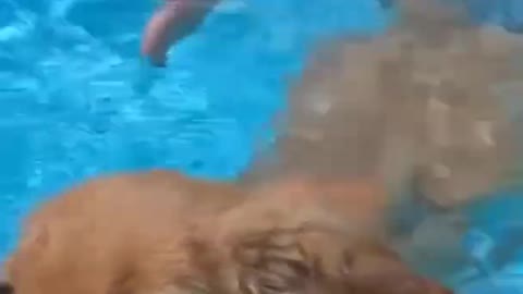 Dog Training Swim 🐕_🦺🦮#shorts