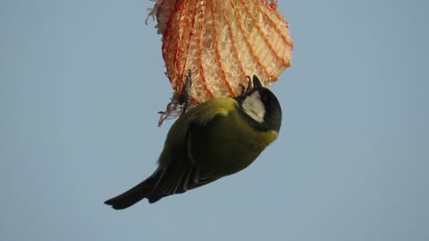 A Green Sparrow Feeding On Food Placed In A Hanging Plastic Net.!!!